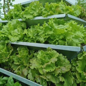Frische Gemüse aus eigenem Garten ernten 7 HochBeet HighBeet Gemuese