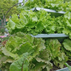 Frische Gemüse aus eigenem Garten ernten 12 HochBeet HighBeet Salat 1