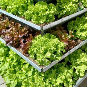 Frische Gemüse aus eigenem Garten ernten 10 HochBeet HighBeet aus Blech frische Salat