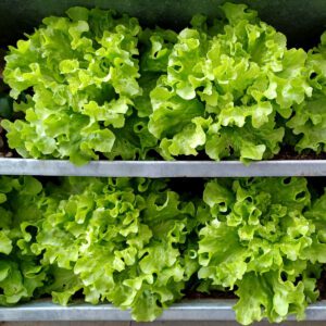 Frische Gemüse aus eigenem Garten ernten 9 HochBeet HighBeet frische Gemuese